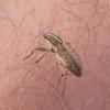 Charagmus gressorius